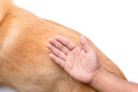 Hondenrassen die bijna niet verharen