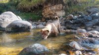 Je hond koel houden in de zomer: 12 onmisbare tips