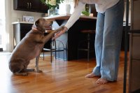 Dit bepaalt of je hond makkelijk te trainen is
