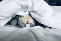 Katten zijn nooit zo populair geweest als nu