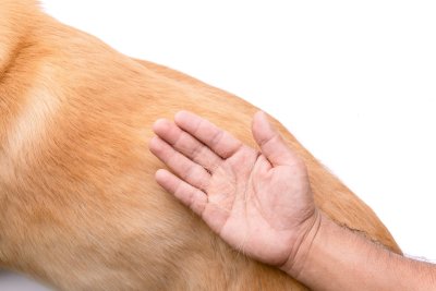 Hondenrassen die bijna niet verharen
