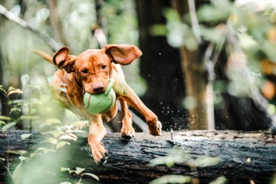 Heeft je hond last van jeuk door voeding?