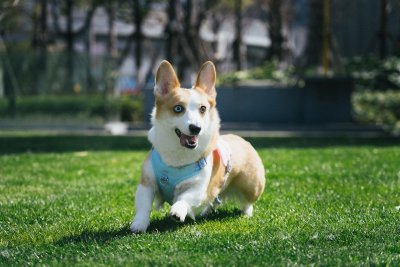 Zo leer je je hond betrouwbaar terugkomen als hij losloopt