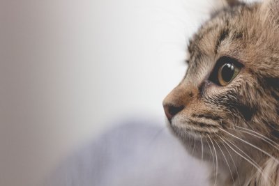 Je kat krijgt binnenkort verplicht een chip